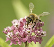 Bees